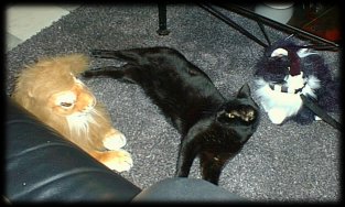 Wie van de drie is geen kado?